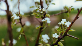 娇艳清新的海棠花图片