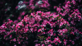 娇艳清新的海棠花图片