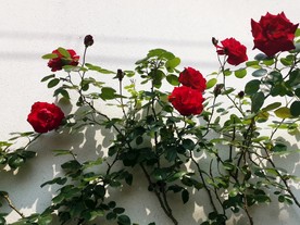 红色玫瑰
