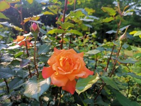 橙色月季