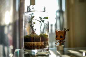 小清新植物