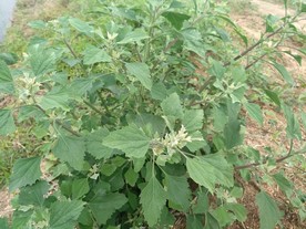 灰灰菜
