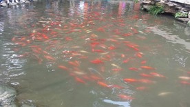 锦鲤