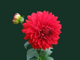 红菊花