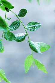 雨天
