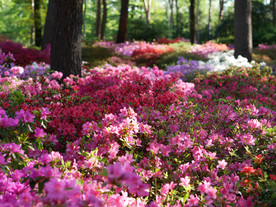 杜鹃花