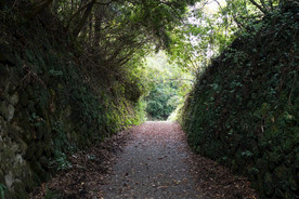 森林道路