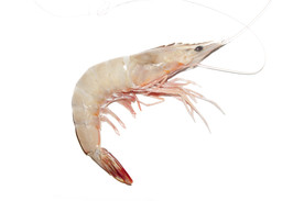 白对虾 大虾