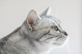 小猫咪