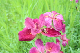两只蜜蜂采花