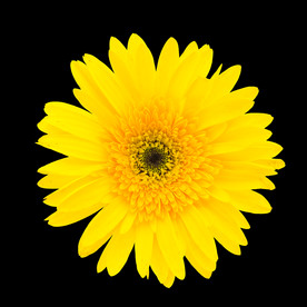 野菊花小雏菊Daisy鲜花花朵
