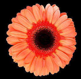 野菊花小雏菊Daisy鲜花花朵