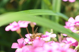 蜜蜂采花