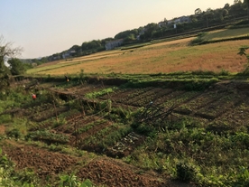 外婆的菜地