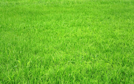 绿色草地图片