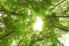 绿色树林仰视图