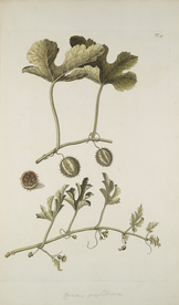 精美绘画草本植物图谱