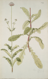 精美绘画草本植物图谱