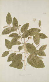 精美绘画草本植物图谱