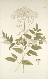 精美绘画草本植物图谱