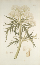 精美绘画草本植物图谱