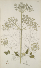 精美绘画草本植物图谱