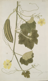 精美绘画草本植物图谱