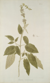 精美绘画草本植物图谱