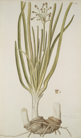 精美绘画草本植物图谱