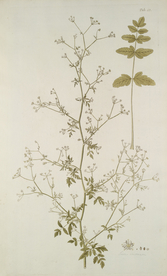 精美绘画草本植物图谱