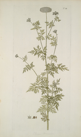 精美绘画草本植物图谱