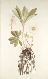 精美绘画草本植物图谱