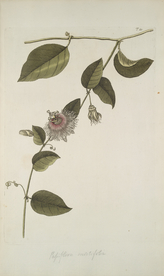 精美绘画草本植物图谱