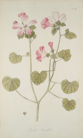 精美绘画草本植物图谱