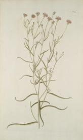 精美绘画草本植物图谱