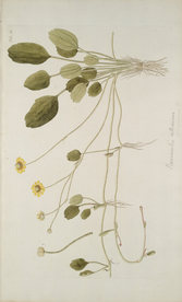 精美绘画草本植物图谱