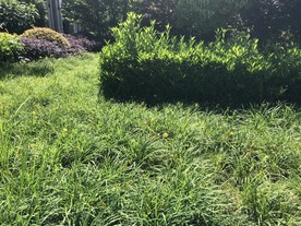 草地 草坪 绿化