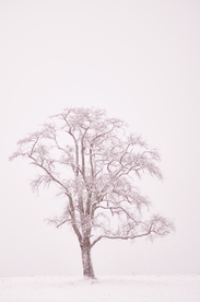雪地里的树木