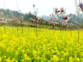 粉色玉兰 花