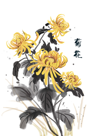菊花绘画