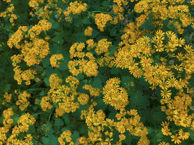 甘菊 小雏菊 黄色花