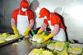 白菜泡菜 泡菜制作工程