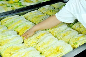 白菜泡菜 泡菜制作工程