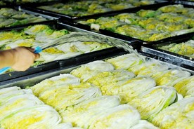 白菜泡菜 泡菜制作工程