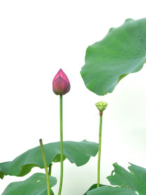 荷叶荷花