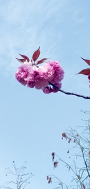 粉红色的花