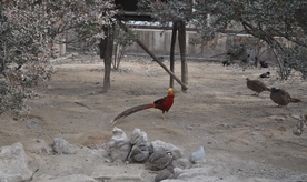锦鸡
