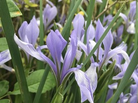 马兰花 紫色花