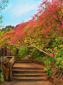 杜鹃花