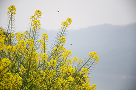 油菜花